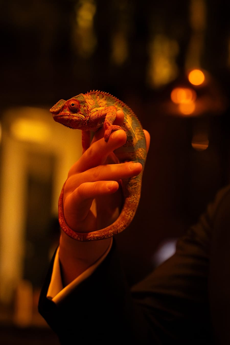 A chameleon held up in warm gala lighting